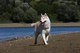SIBERIAN HUSKY 626